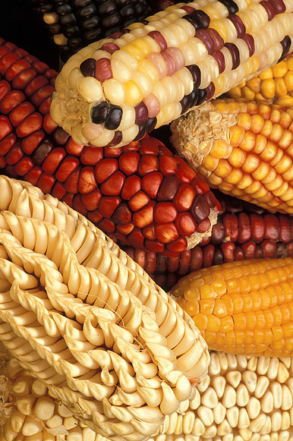 Diverse, multicolored maize ears