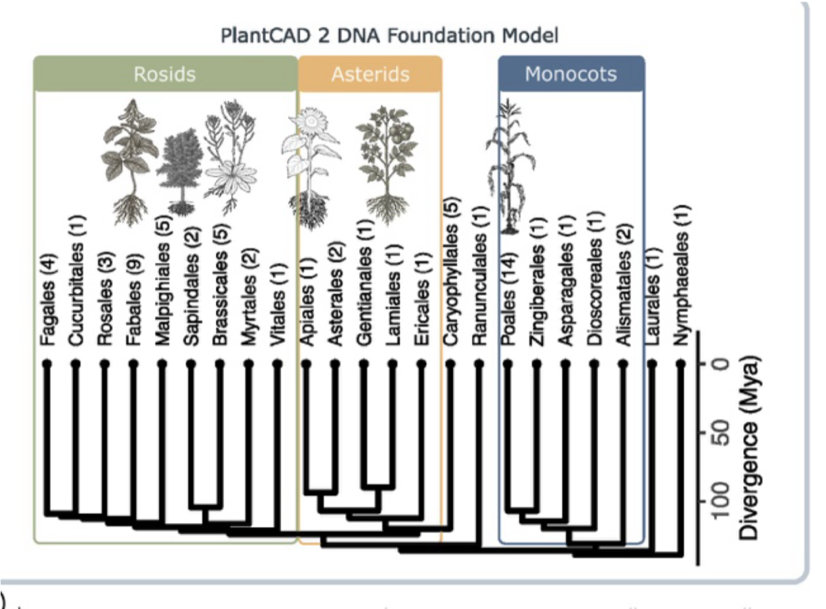 PlantCAD2 DNA foundation model: phylogeny of angiosperm orders across rosids, asterids, and monocots
