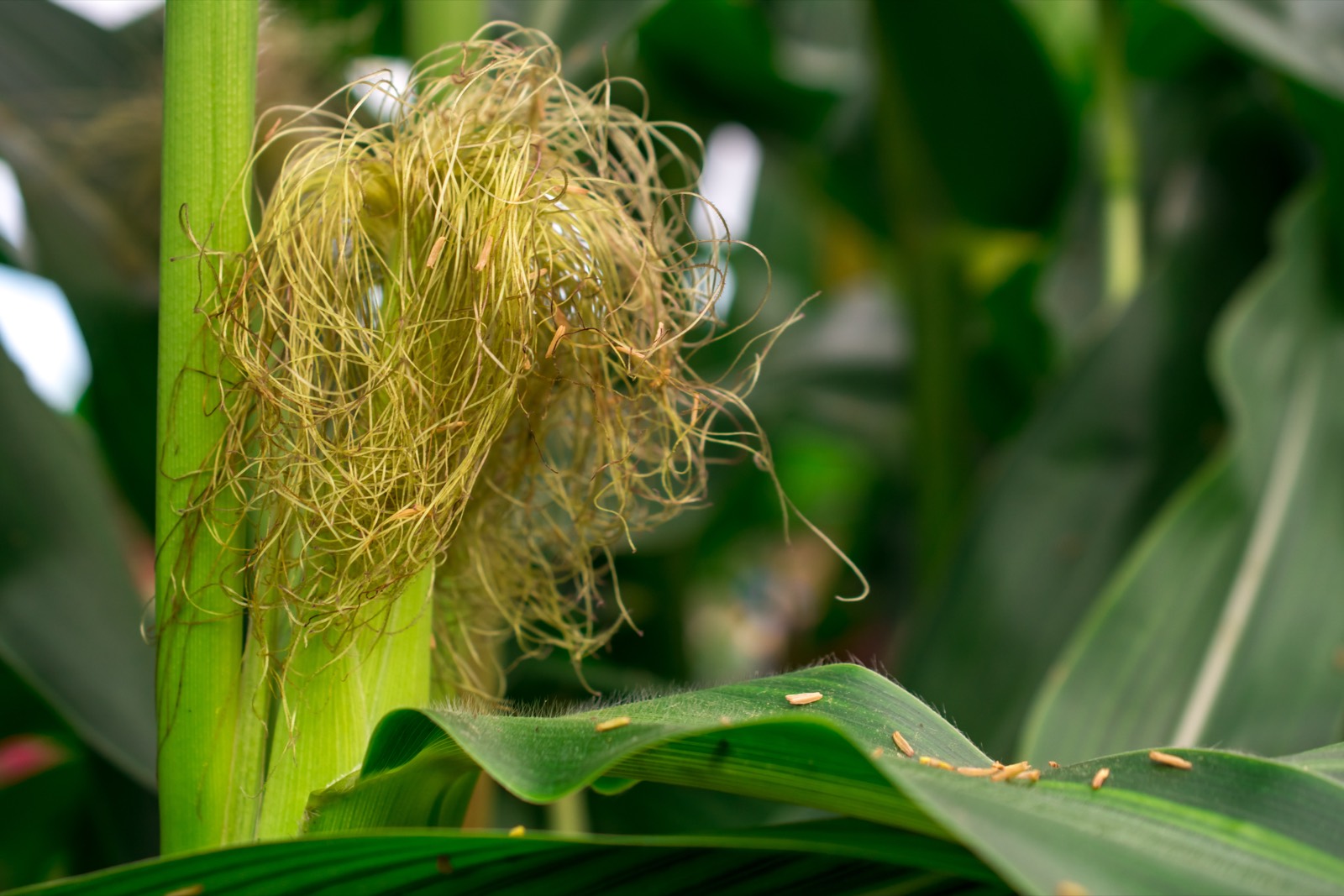 Close-up of a maize ear